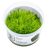 Tropica 001 Tissue Culture - Riccia fluitans in a closed cup, vibrant green aquatic plant for aquariums.