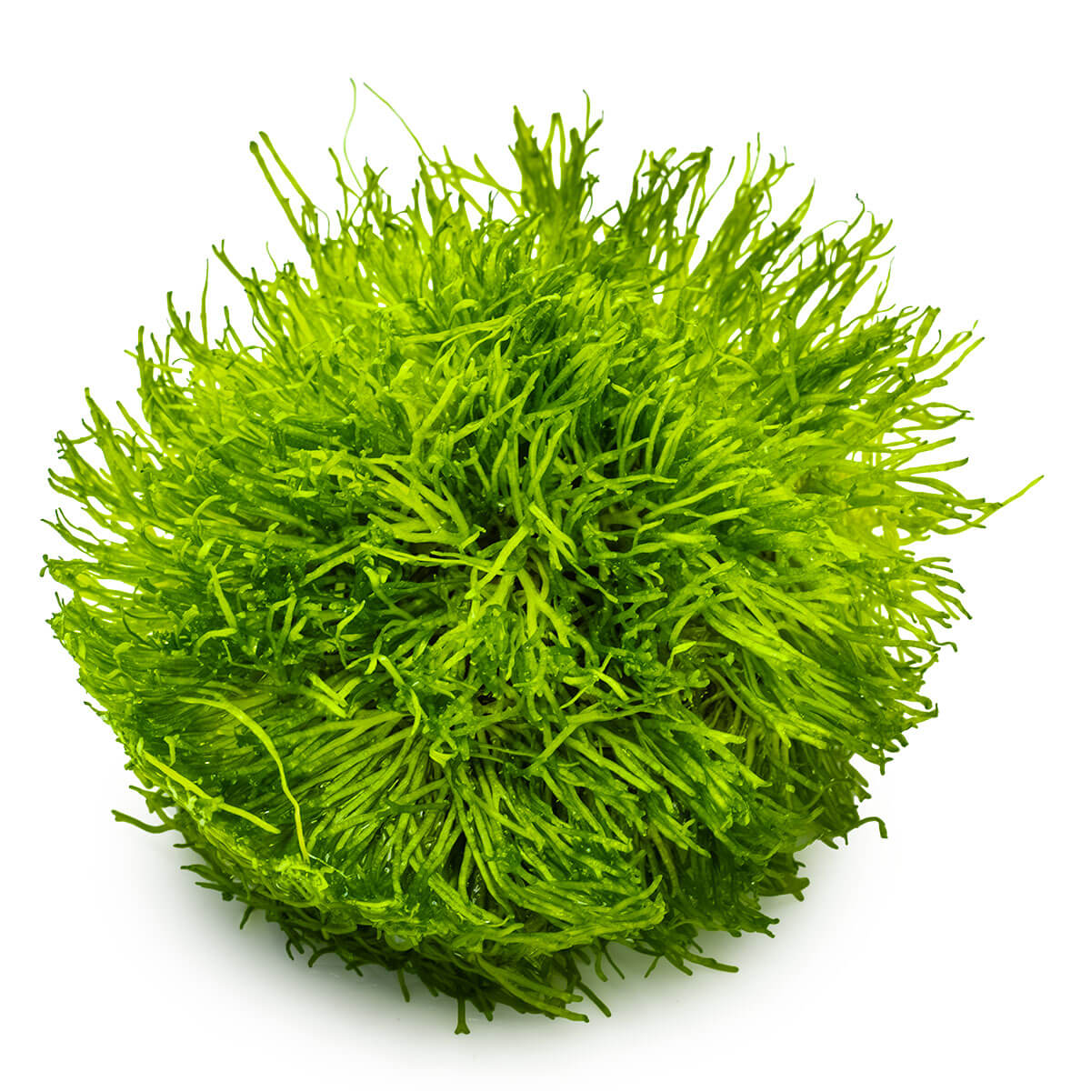 Tropica 001 Tissue Culture - Riccia fluitans vibrant green liverwort aquarium plant in tissue culture cup.