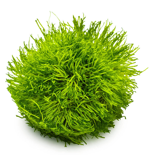 Tropica 001 Tissue Culture - Riccia fluitans vibrant green liverwort aquarium plant in tissue culture cup.