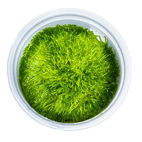 Tropica 001 Tissue Culture - Riccia fluitans in a closed cup, vibrant green aquatic plant for aquariums.