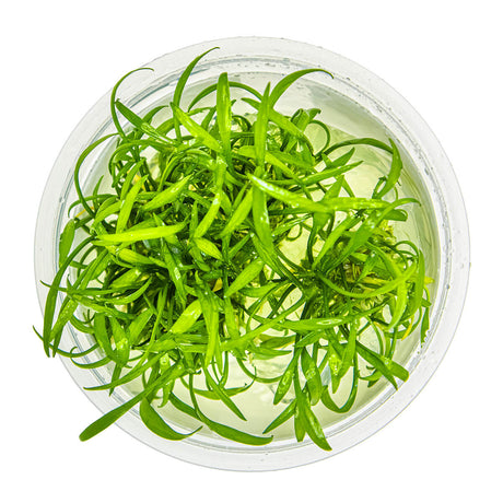 Tropica 002C Tissue Culture - Cryptocoryne Parva in tissue culture cup, vibrant green aquarium plant.