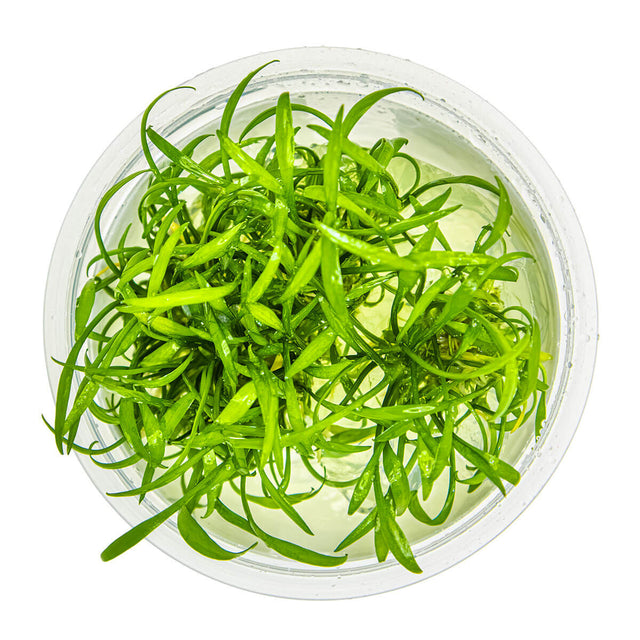 Tropica 002C Tissue Culture - Cryptocoryne Parva in tissue culture cup, vibrant green aquarium plant.