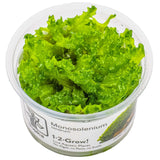 Tropica 002C Tissue Culture - Monosolenium tenerum