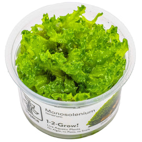 Tropica 002C Tissue Culture - Monosolenium tenerum in closed cup, vibrant green aquarium plant for aquascaping.
