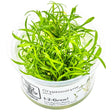 Tropica 002C Tissue Culture - Cryptocoryne Parva live aquatic plant in tissue culture cup.