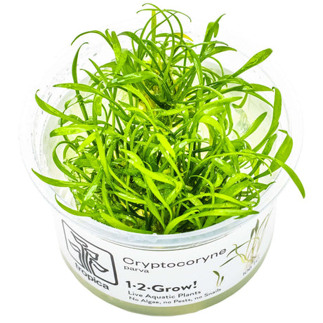 Tropica 002C Tissue Culture - Cryptocoryne Parva live aquatic plant in tissue culture cup.