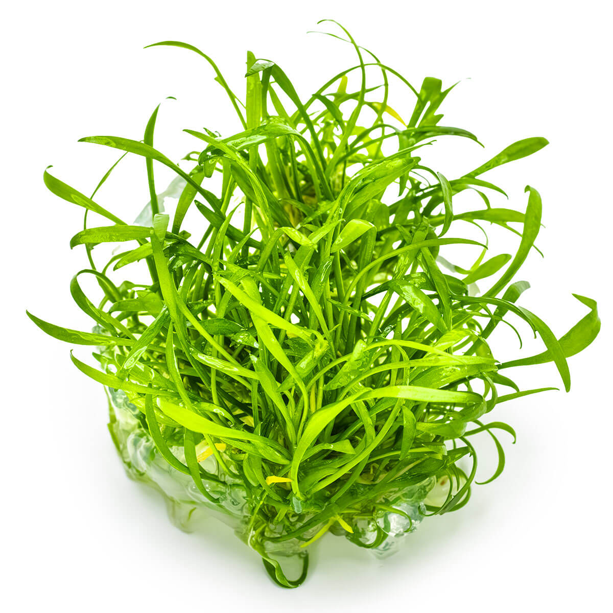 Tropica 002C Tissue Culture - Cryptocoryne Parva aquarium plant in tissue culture cup, vibrant green, suitable for aquariums.