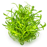 Tropica 002C Tissue Culture - Cryptocoryne Parva aquarium plant in tissue culture cup, vibrant green, suitable for aquariums.