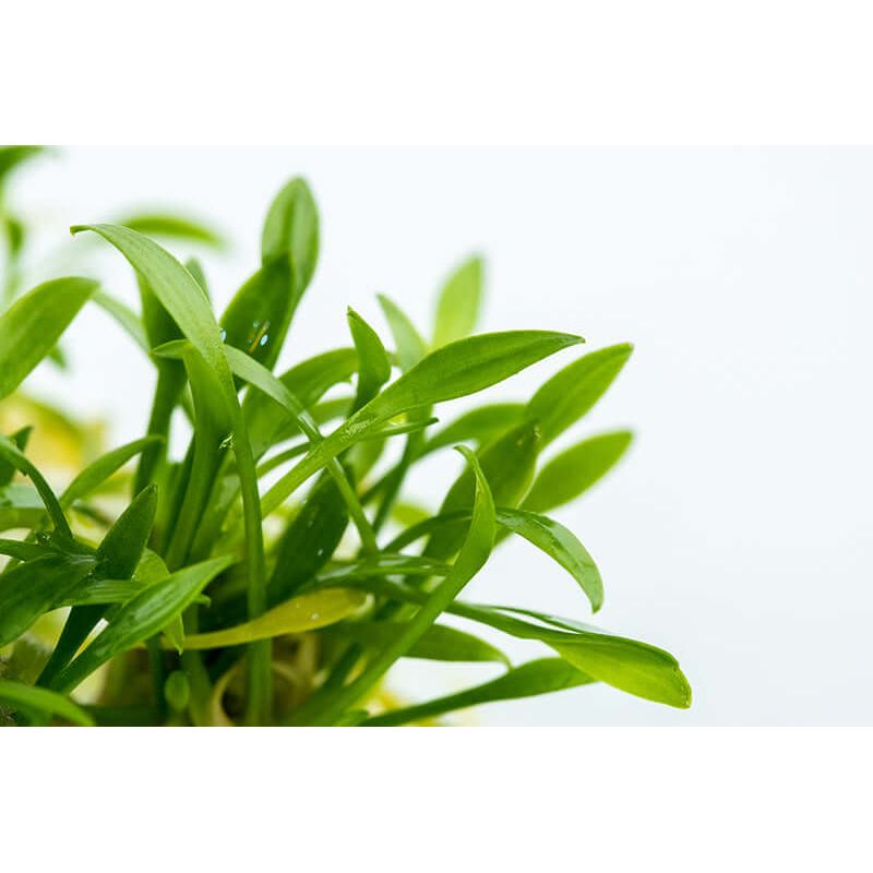 Tropica 002C Tissue Culture - Cryptocoryne Parva close-up, showcasing vibrant green leaves and healthy growth.