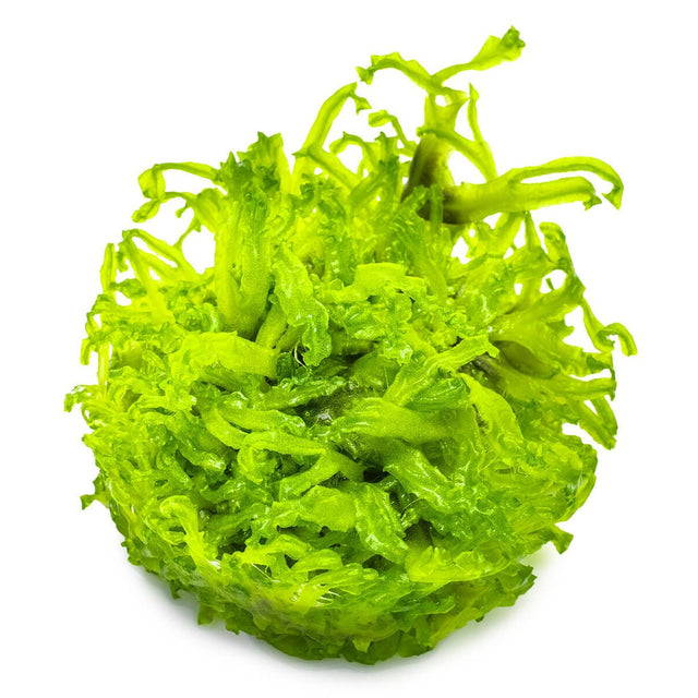 Tropica 002C Tissue Culture - Monosolenium tenerum green liverwort aquarium plant in closed cup