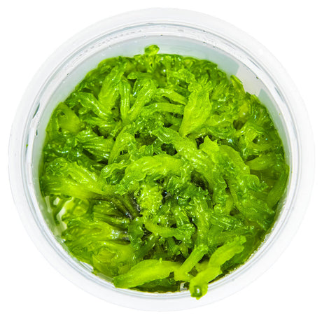 Tropica 002C Tissue Culture - Monosolenium tenerum aquarium plant in closed cup, vibrant green liverwort.