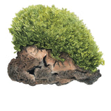 Tropica 002C Tissue Culture - Monosolenium tenerum liverwort with lush green foliage on rock.
