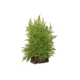 Tropica 003C Tissue Culture - Taxiphyllum alternans Taiwan Moss aquarium plant in tissue culture cup.