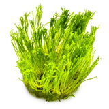 Tropica 003C Tissue Culture - Taxiphyllum alternans Taiwan Moss aquarium plant in tissue culture cup.