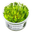 Tropica 003C Tissue Culture - Taxiphyllum alternans Taiwan Moss in a clear cup, ideal for aquarium decoration and moss walls.