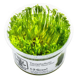 Tropica 003C Tissue Culture - Taxiphyllum alternans Taiwan Moss