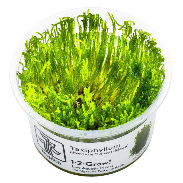 Tropica 003C Tissue Culture - Taxiphyllum alternans Taiwan Moss in a clear cup, ideal for aquarium decoration and moss walls.