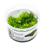 Tropica 003D Tissue Culture - Riccardia chamedryfolia in a closed cup, showcasing vibrant green liverwort moss.