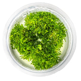 Tropica 003D Tissue Culture - Riccardia chamedryfolia freshwater aquarium plant in a clear cup.