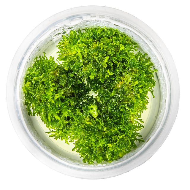 Tropica 003D Tissue Culture - Riccardia chamedryfolia freshwater aquarium plant in a clear cup.