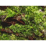 Tropica 003D Tissue Culture - Riccardia chamedryfolia detailed view on driftwood in aquarium.