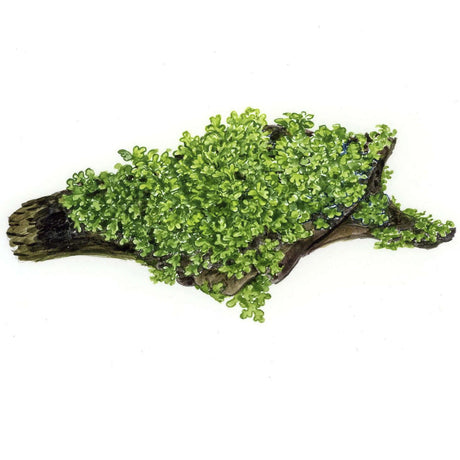 Tropica 003D Tissue Culture - Riccardia chamedryfolia attached to driftwood, enhancing aquascapes.