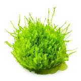 Tropica 003E Tissue Culture - Leptodictyum riparium, vibrant green moss ideal for aquariums.