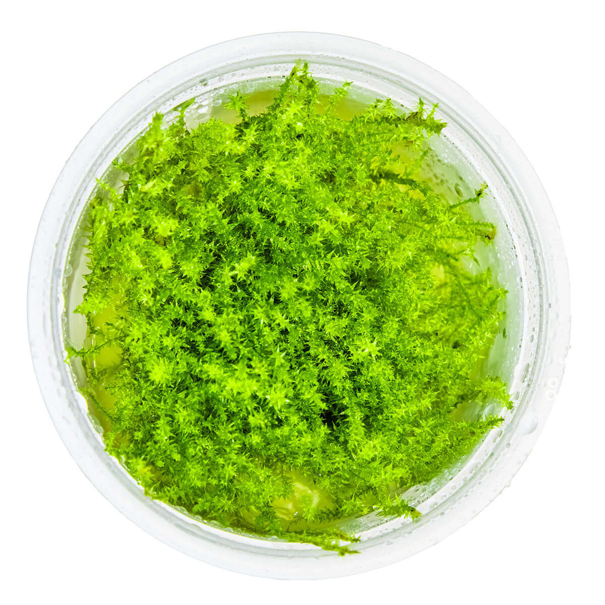 Tropica 003E Tissue Culture - Leptodictyum riparium in a clear container with vibrant green moss.