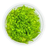 Tropica 003E Tissue Culture - Leptodictyum riparium in a clear container with vibrant green moss.