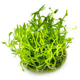 Tropica 022C Tissue Culture - Ranunculus inundatus aquarium plant in a closed cup with vibrant green leaves.
