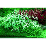 Tropica 022C Tissue Culture - Ranunculus inundatus aquarium plant in lush green environment.