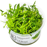 Tropica 022C Tissue Culture - Ranunculus inundatus in a clear cup, vibrant green aquatic plant for aquariums.