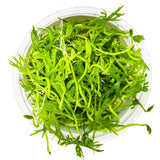 Tropica 022C Tissue Culture - Ranunculus inundatus aquarium plant in closed cup, showcasing its compact and vibrant green structure.