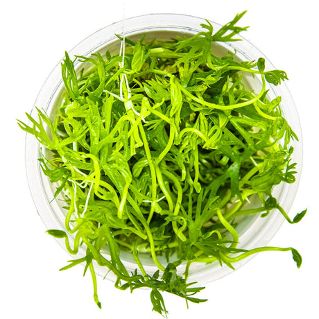 Tropica 022C Tissue Culture - Ranunculus inundatus aquarium plant in closed cup, showcasing its compact and vibrant green structure.