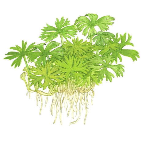 Tropica 022C Tissue Culture - Ranunculus inundatus aquatic plant with green leaves and roots, ideal for aquariums.