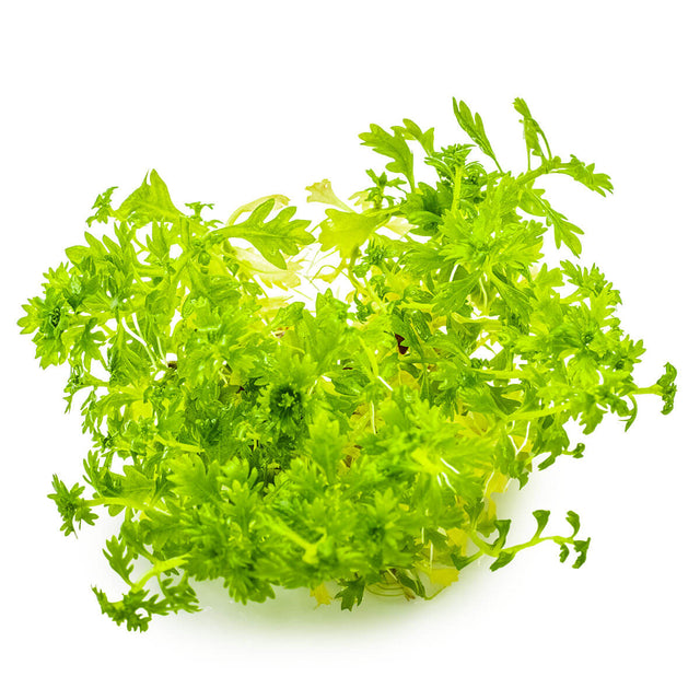 Tropica 027 Tissue Culture - Hottonia palustris aquarium plant in tissue culture, featuring lush green leaves.