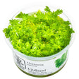 Tropica 027 Tissue Culture - Hottonia palustris in a closed cup, showcasing vibrant green aquatic plant leaves.