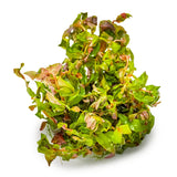 Tropica 032 Tissue Culture - Rotala macrandra aquarium plant in tissue culture cup with vibrant green and red leaves.