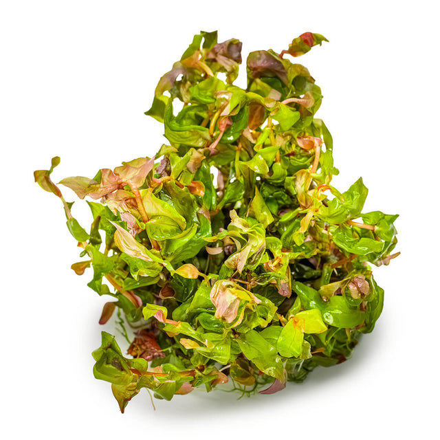 Tropica 032 Tissue Culture - Rotala macrandra aquarium plant in tissue culture cup with vibrant green and red leaves.