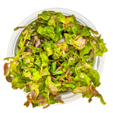 Tropica 032 Tissue Culture - Rotala macrandra aquarium plant in a clear cup, showcasing its vibrant green and red colors.