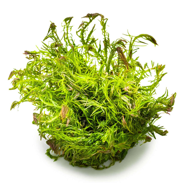 Tropica 032A Tissue Culture - Rotala wallichii aquarium plant in closed cup, vibrant green with red tips.