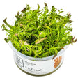 Tropica 032A Tissue Culture - Rotala wallichii aquarium plant in a closed cup, ideal for backgrounds and midgrounds.