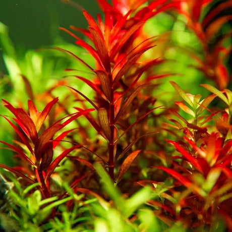 Tropica 032D Tissue Culture Rotala Rotundifolia Blood Red aquarium plant in vibrant red and green foliage.