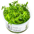 Tropica 033A Tissue Culture - Rotala rotundifolia Green live aquatic plant in a cup for aquarium decoration.