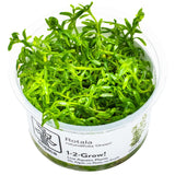 Tropica 033A Tissue Culture - Rotala rotundifolia Green live aquatic plant in a cup for aquarium decoration.