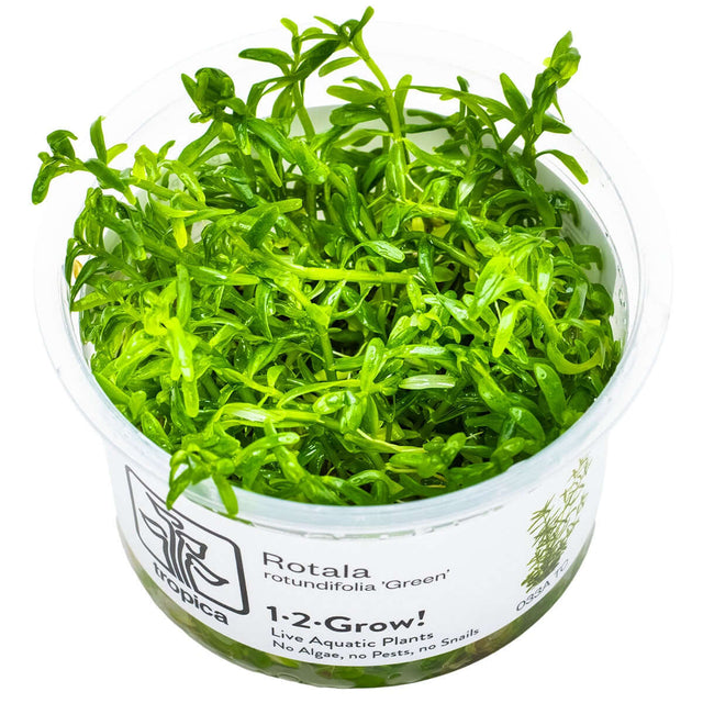 Tropica 033A Tissue Culture - Rotala rotundifolia Green live aquatic plant in a cup for aquarium decoration.