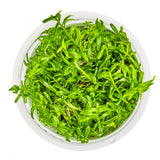 Tropica 033A Tissue Culture - Rotala rotundifolia Green aquarium plant in a clear cup.