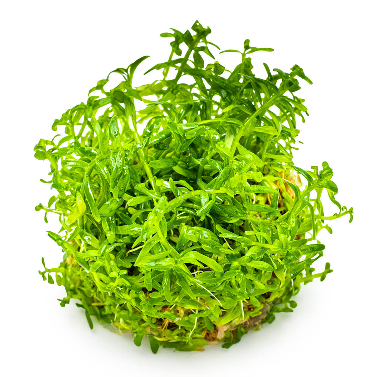 Tropica 033A Tissue Culture - Rotala rotundifolia Green aquatic plant in a closed cup, vibrant green foliage, bushy growth.