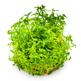 Tropica 033A Tissue Culture - Rotala rotundifolia Green aquatic plant in a closed cup, vibrant green foliage, bushy growth.