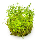 Tropica 037C Tissue Culture - Proserpinaca palustris Cuba aquarium plant in tissue culture cup.